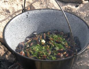 Invitație la… scoici