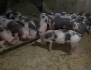 Pesta porcină africană confirmată în județul Constanța. Toate animalele au fost ucise