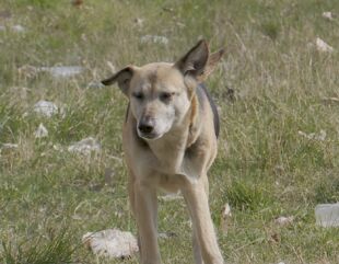 Un câine fără stăpân, la 200 de constănțeni