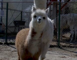 Luna, numele puiului de Alpaca de la Microrezervația Constanța