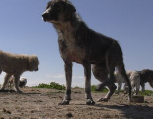 Iadul animalelor de la Amzacea