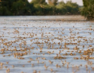 Milioane de efemeride, în Delta Dunării