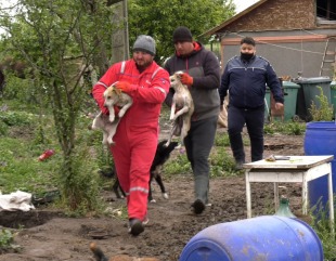 150 de patrupede salvate din iadul animalelor de la Amzacea