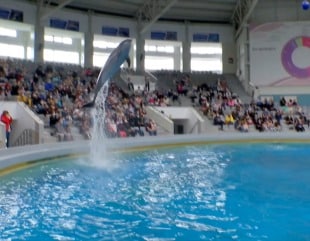 Mai multe spectacole la Delfinariu