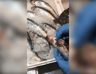 Români anchetați pentru că au vândut pește otrăvit