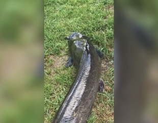Prezența somnului african în Deltă, elucidată