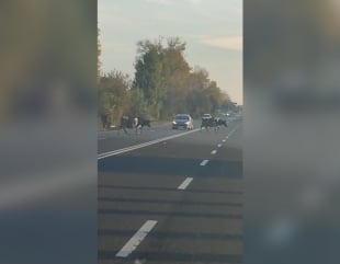 Drum blocat de o cireadă de vaci