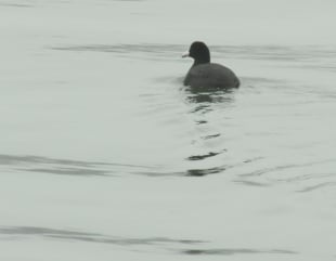 Specie rară de gâscă, braconată în Deltă