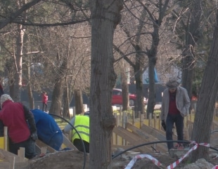 Lucrările de pe Bd. Lăpușneanu afectează copacii