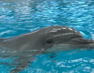 Delfinii din Harkov, la Delfinariul din Constanța
