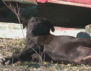 Adoptă un câine comunitar!