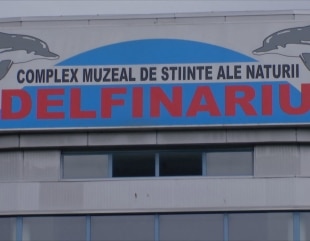 Spectacole oprite, anchete începute: Ce ascunde liniștea de la Delfinariul din Constanța