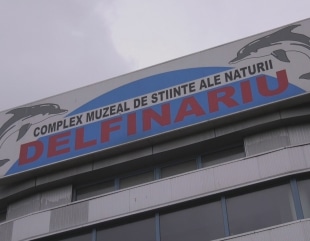 Transferul delfinilor din Harkov, în impas