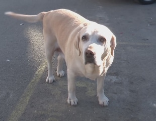 Adoptă un câine comunitar!