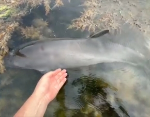 Delfinii, victimele războiului