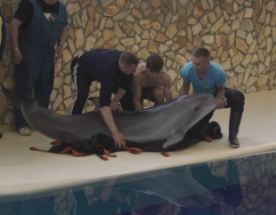 Delfinii și leii de mare, aduși ieri în România, sunt salvați și în siguranță