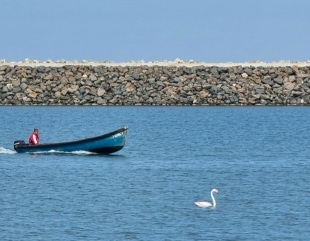 Flamingo, în Marea Neagră