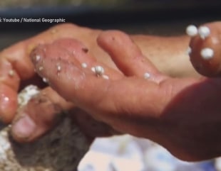Microplasticul, inamicul Dunării și al Mării Negre