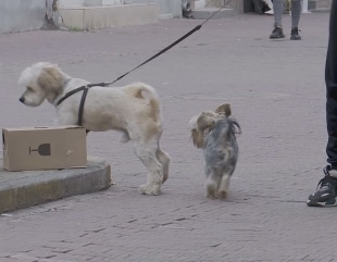 Pedepse mai dure, pentru a proteja animalele