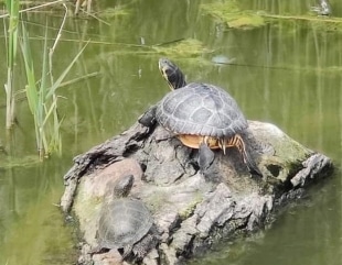 Țestoasele din Lacul Tăbăcăriei, în pericol