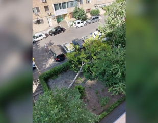 Mașini distruse de un copac căzut