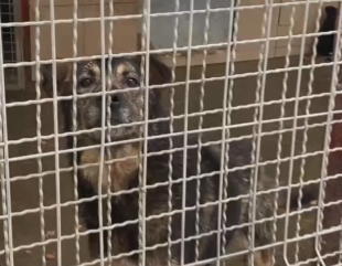 Adoptă un animal!