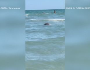 Delfin mort, printre turiști