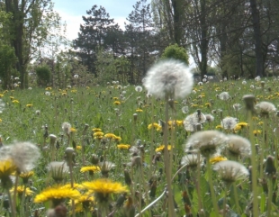Constanța ar urma să aibă un parc de peste 8 milioane de lei