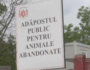 Salvați o viață! Adoptați un cățel!