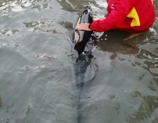 Misiune pentru salvarea unui delfin