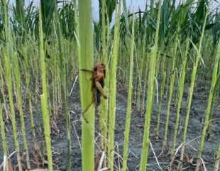 Imagini de groază în județul Tulcea. Invazie de lăcuste