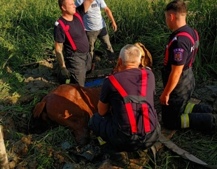 Misiune de salvare a unui cal