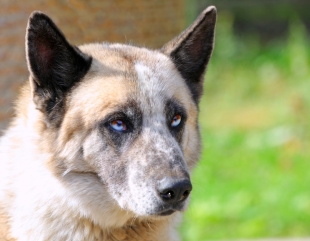 Căței adoptați din Adăpostul Public