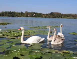Zeci de lebede, pe Lacul Neptun