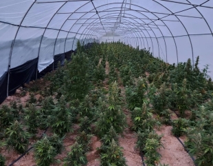 CIA: România a devenit țară sursă de canabis. Marijuana este cultivată în Bărăgan