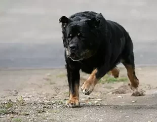 Tânără sfâșiată de un câine de luptă