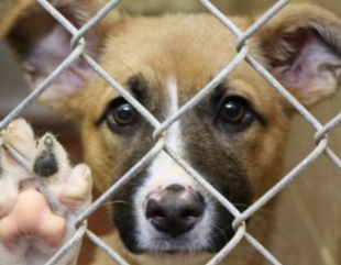 Apel pentru adopția cățeilor abandonați