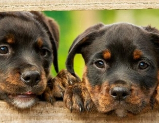Ce acte sunt necesare pentru adoptarea unui cățel din adăpost