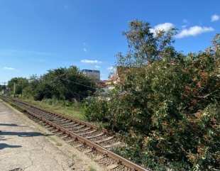 Calea ferată blocată de un copac căzut, la Costinești