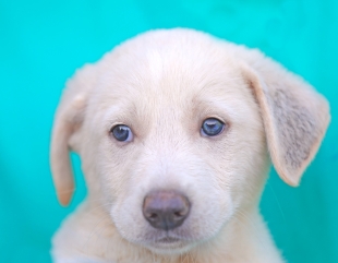 Norișor a fost adoptat!