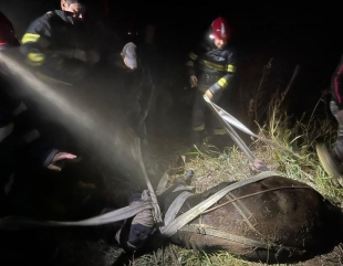 Cal salvat după ce căzuse într-o groapă