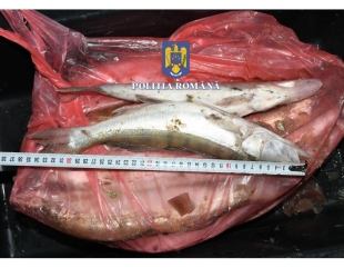 Delta Dunării: Mii de kilograme de pește braconat