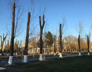 Lumina: Se toaletează copacii pentru evitarea avariilor electrice