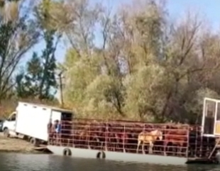 Caii din Delta Dunării, pe masa de Crăciun