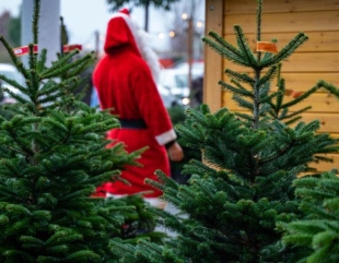 Crăciun cu brazi naturali mai scumpi