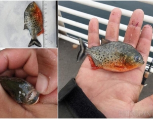 NAȚIONAL. Pește Piranha, în apele Crișului Repede