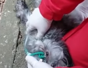Cățel salvat de paramedici