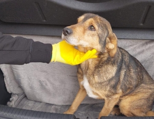 Murphy și Lulu au fost adoptați