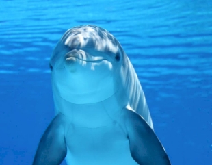 Marea Neagră: Delfinii, în pericol de dispariție