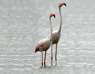Pasări flamingo, la Techirghiol